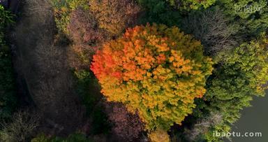 秋色树林一棵黄叶的树